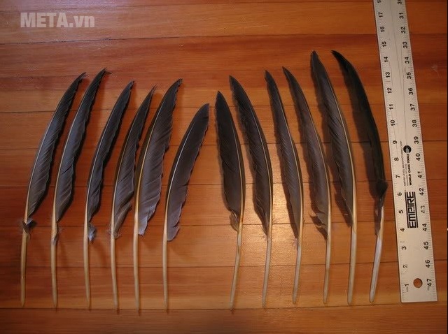 Cấu tạo lông ở 2 cánh khác nhau gây ảnh hưởng đến độ xoáy của cầu.