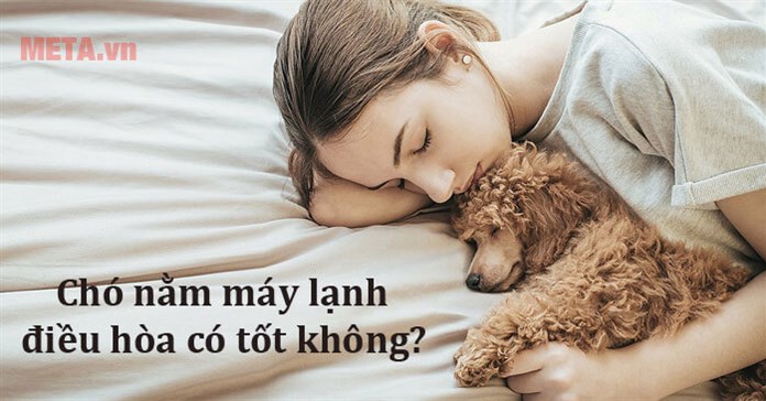 Chó nằm máy lạnh có tốt không? Những điều cần lưu ý khi cho chó nằm máy lạnh