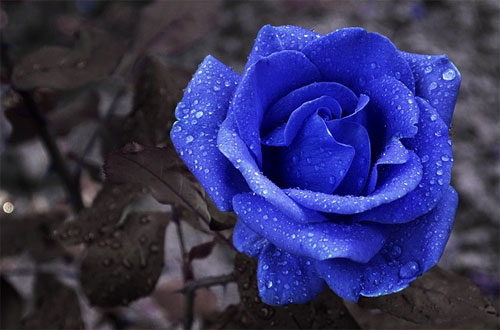 Cập nhật hơn 103 hình nền hoa hồng xanh tuyệt vời nhất  trieuson5