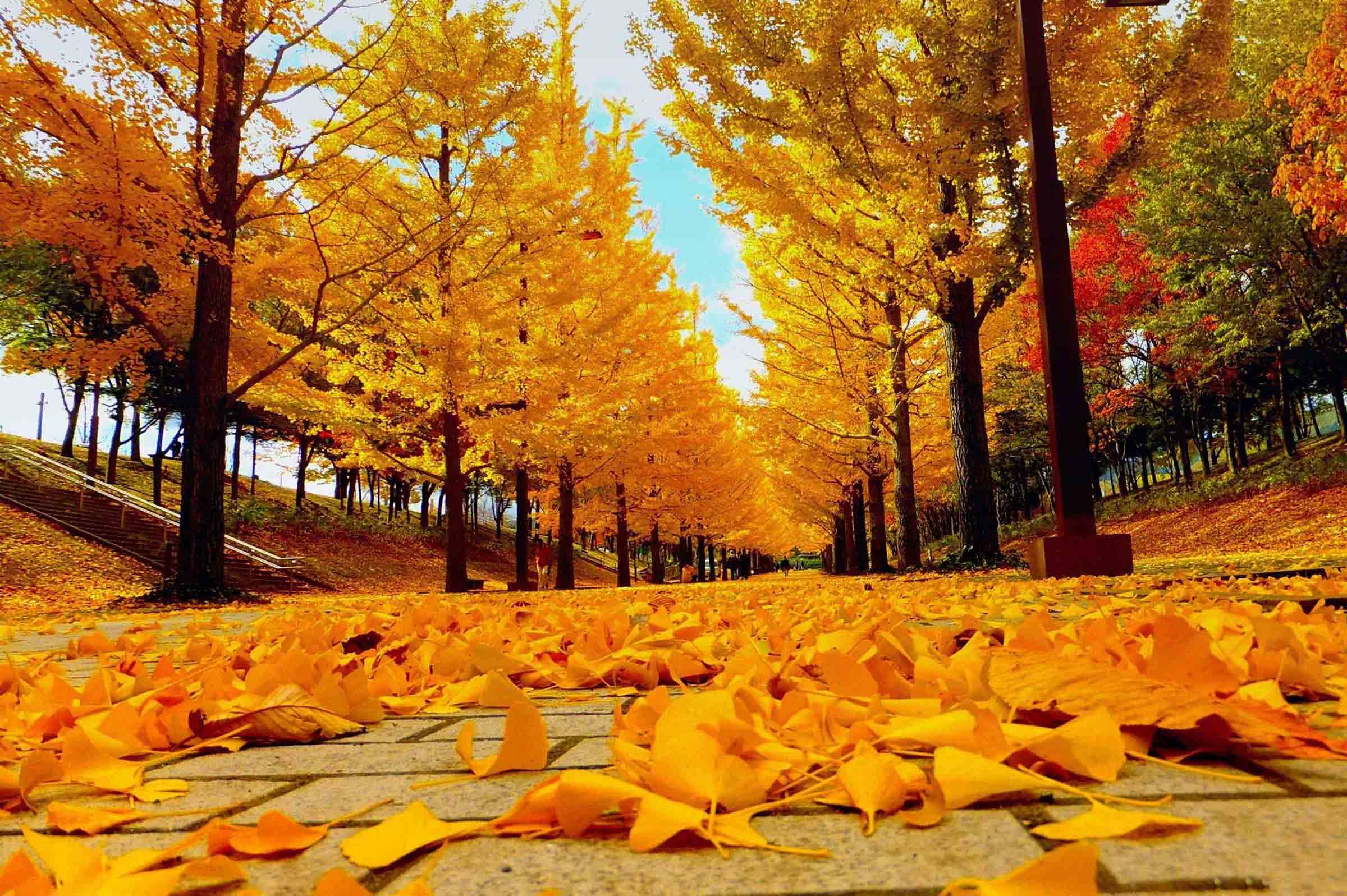 Chiêm ngưỡng 101 Hình ảnh mùa thu buồn mong nhớ người yêu