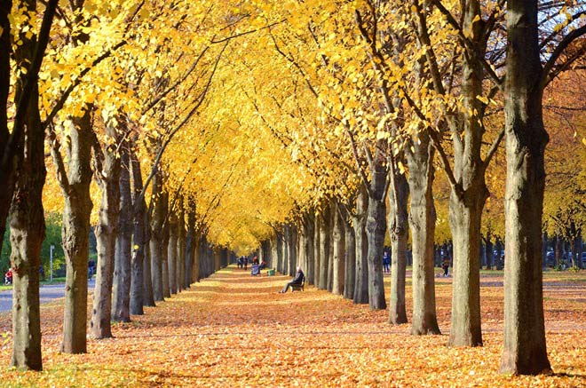50 hình ảnh mùa thu đẹp lãng mạn ngất ngây ảnh mùa thu là rụng đẹp