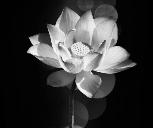 Hoa sen trắng đám tang: Hoa sen trắng là biểu tượng của sự thanh tịnh và tinh khiết. Hình ảnh hoa sen trắng trong đám tang mang đến nét đẹp trang trọng, tôn kính cho người đã mất. Hãy cùng xem hình ảnh những đóa hoa sen trắng được cắm đầy nghĩa cảm trong đám tang để tưởng nhớ và gửi thương cho người đã khuất.