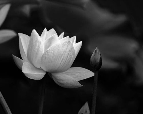 Hoa sen white đám tang: Ý nghĩa và những hình hình họa đẹp tuyệt vời nhất - META.vn