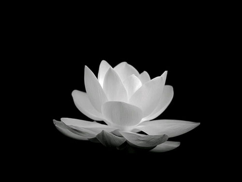Hoa sen trắng mang ý nghĩa rất đặc biệt, là biểu tượng của sự trong sạch và thanh cao. Hãy ngắm nhìn ảnh hoa sen trắng và cảm nhận sự yên bình, tinh khiết của chúng.