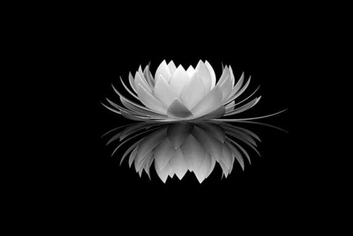 Hoa sen trắng đám tang:
Hoa sen trắng là biểu tượng cho sự trong sáng và tình yêu thương. Nó được sử dụng rộng rãi trong các đám tang để thể hiện sự tôn trọng và thành kính với người mất. Hãy cùng xem các bức ảnh về hoa sen trắng để hiểu rõ hơn về giá trị của nó trong truyền thống Việt Nam.