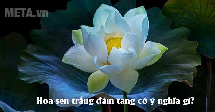 Hoa sen trắng đám tang: Ý nghĩa và những hình ảnh đẹp nhất - META.vn