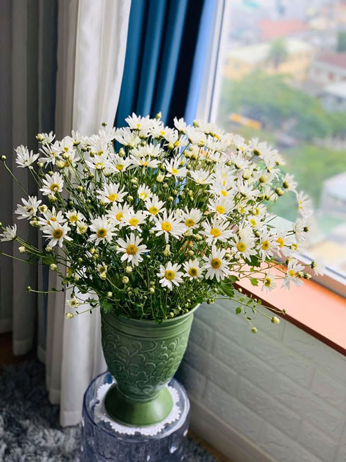 Cách cắm hoa cúc họa mi đẹp, tươi lâu - META.vn