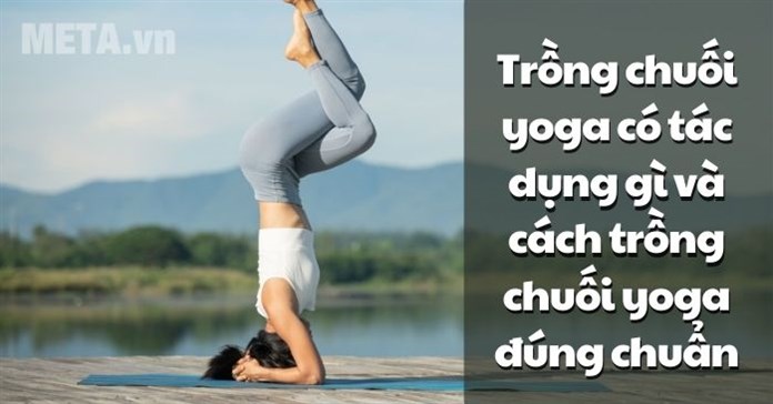 Trồng chuối yoga có tác dụng gì và cách trồng chuối yoga đúng chuẩn