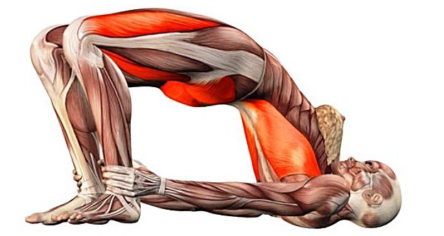 Tập luyện động tác cây cầu tác động đồng thời đến nhiều nhóm cơ