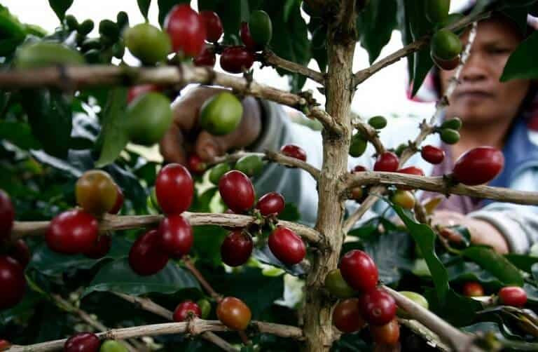 Đặc điểm của cà phê Moka