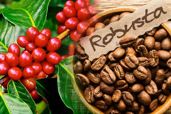 Cà phê Robusta là gì?