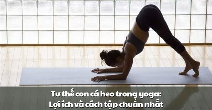 Tư thế con cá heo trong yoga: Lợi ích và cách tập chuẩn nhất