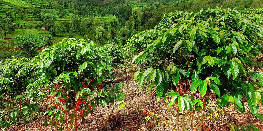 Cà phê Arabica có nguồn gốc từ các cao nguyên Tây Nam Ethiopia, Đông Nam Sudan...