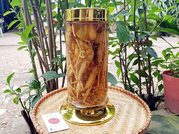 Cách ngâm rượu sâm đất tươi