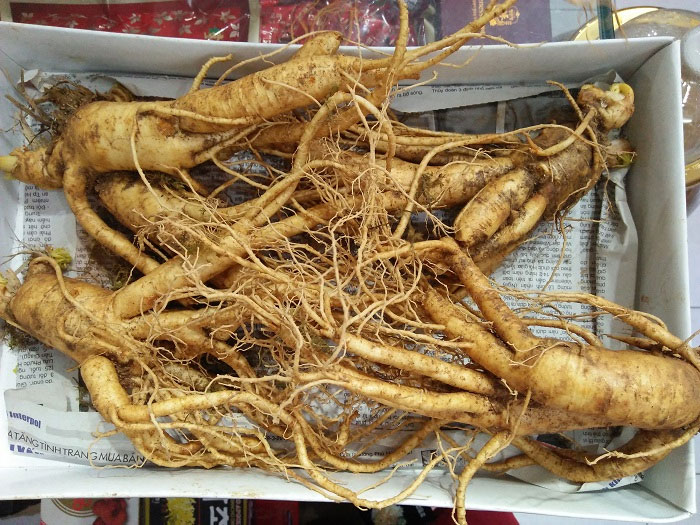 Sâm ngâm rượu có tác dụng gì?