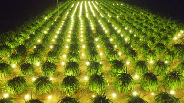 Đèn LED chiếu sáng phục vụ trong nông nghiệp