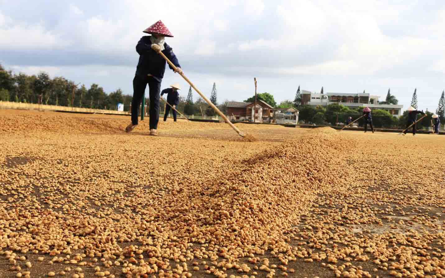 Phân biệt cà phê thóc và cà phê nhân