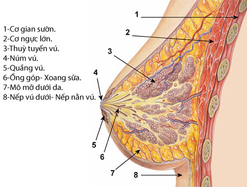 Cấu tạo vùng ngực của chị em phụ nữ