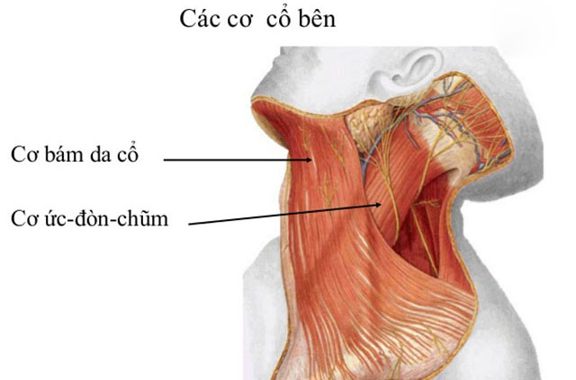 Cơ cổ (Neck)