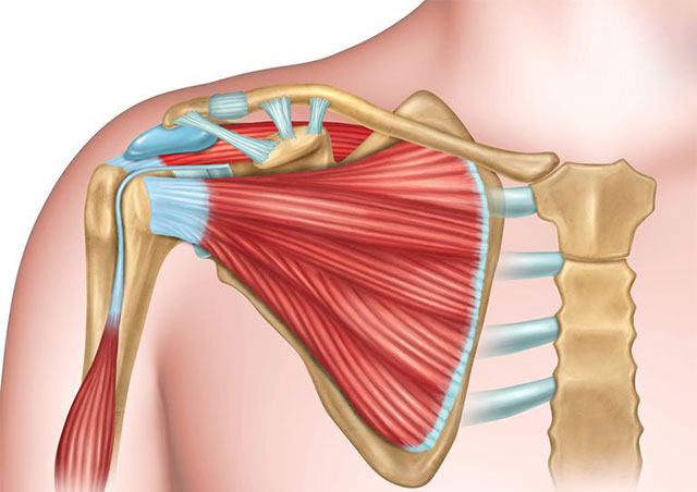 Cơ vai (Shoulder)