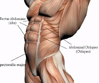 Cơ bụng (Abs)