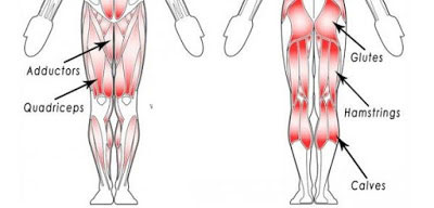 Cơ đùi (Thigh)