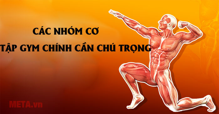 18 hình ảnh này cho bạn thấy cơ bắp đã được căng giãn thế nào trong mỗi tư  thế tập