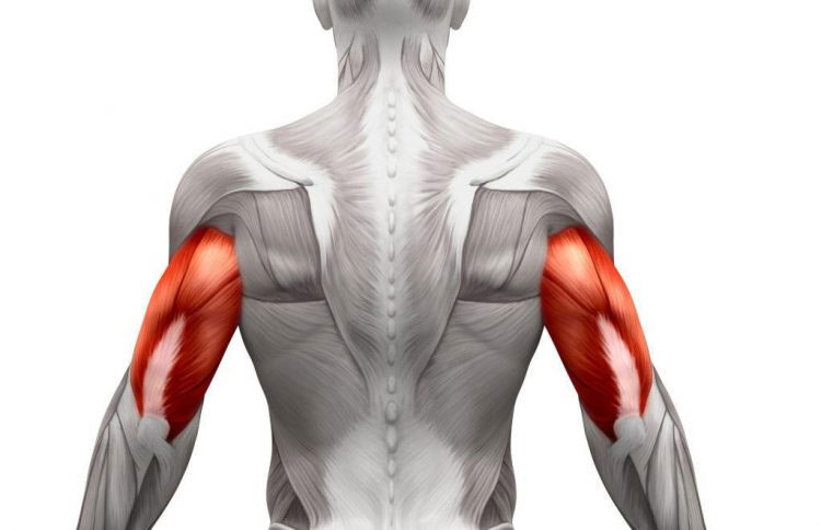 Cơ tay sau (Triceps)
