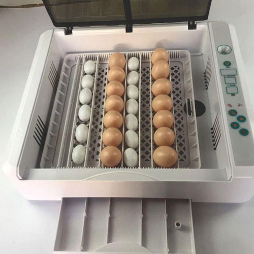 Những lưu ý khi chọn mua máy ấp trứng mini tự đảo