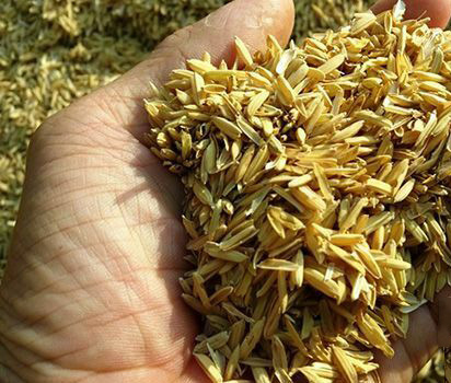 Rải chấu và đặt khay nước