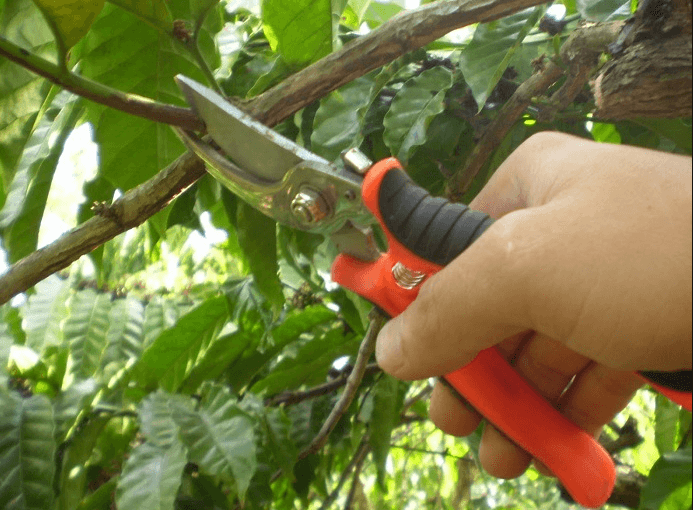 Nên cắt tỉa cây vào lúc nào, nên tránh khi nào?