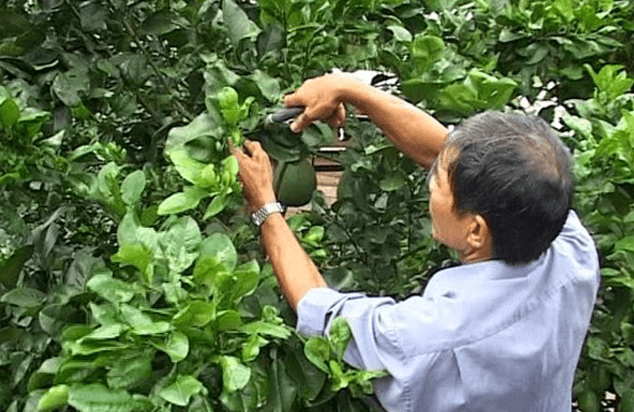 Cắt tỉa cành lá trên cây có tác dụng gì?