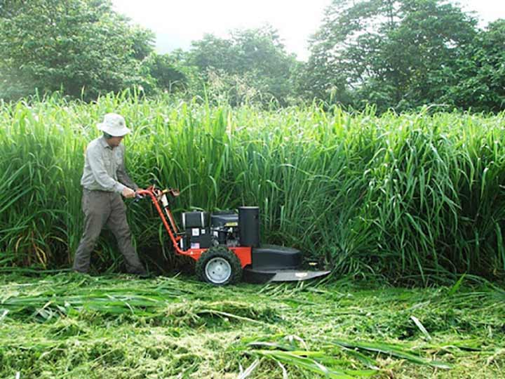 Máy cắt cỏ voi là gì?