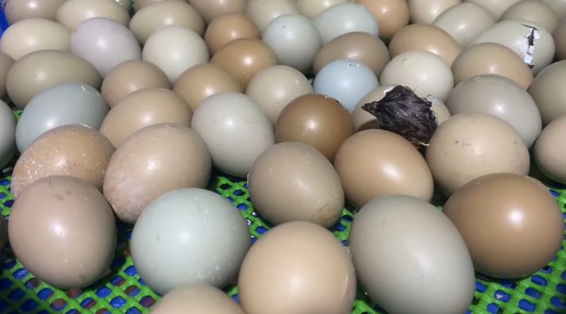 Một số lưu ý khi ấp trứng chim trĩ bằng máy