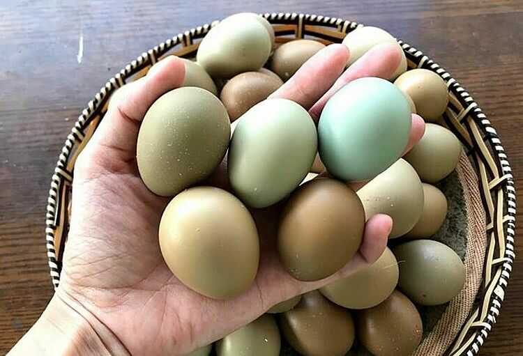 Cách chọn trứng chim trĩ