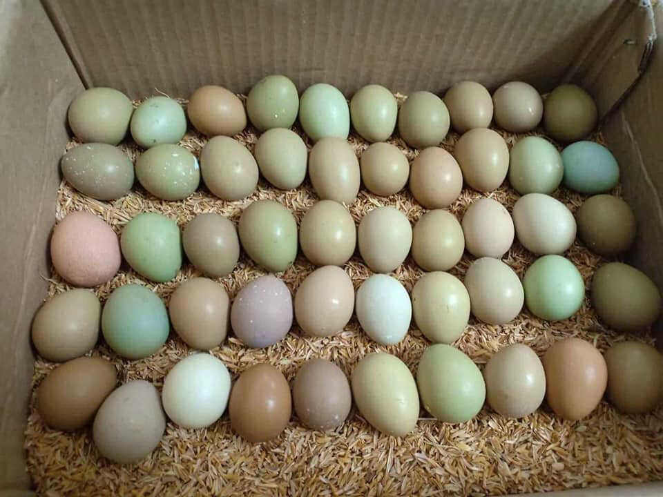Cách bảo quản trứng chim trĩ để ấp