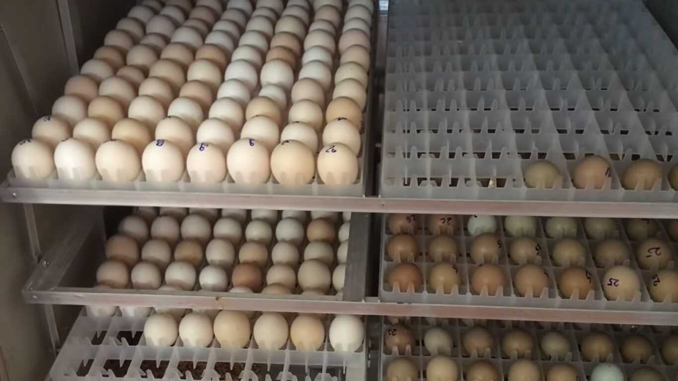 Cách xử lý trứng chim trĩ