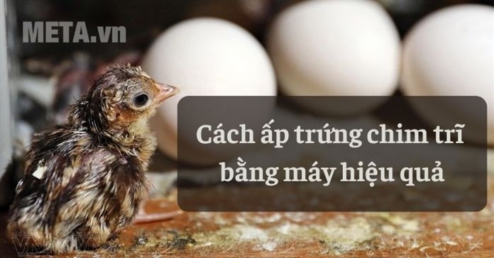 Trứng chim trĩ ấp bao nhiêu ngày thì nở? Cách ấp trứng chim trĩ bằng máy hiệu quả