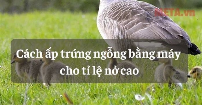 Trứng ngỗng ấp bao nhiêu ngày thì nở? Cách ấp trứng ngỗng bằng máy cho tỉ lệ nở cao