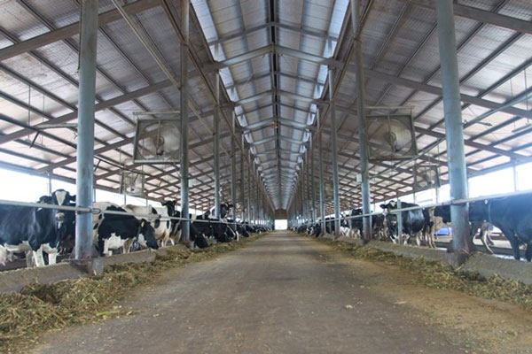 Cách lắp đặt quạt thông gió trang trại chăn nuôi