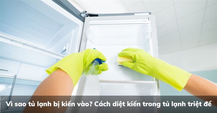 Vì sao tủ lạnh bị kiến vào? Cách diệt kiến trong tủ lạnh triệt để
