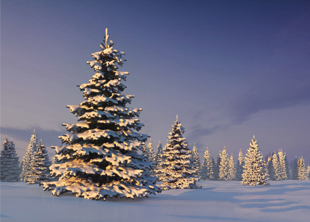 Tổng hợp ảnh cây thông Noel đẹp nhất | Cây giáng sinh, Đồ trang trí giáng  sinh, Noel