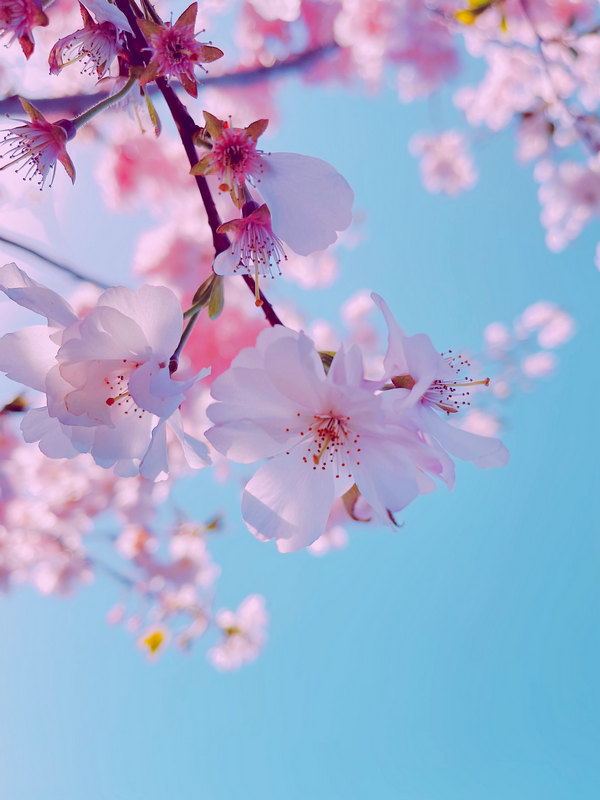Hoa Anh đào Mùa Xuân Sakura Phiên Bản Dọc Của Nhiếp ảnh Trong Hình Nền điện  Thoại Màu Hồng | PSD Tải xuống miễn phí - Pikbest