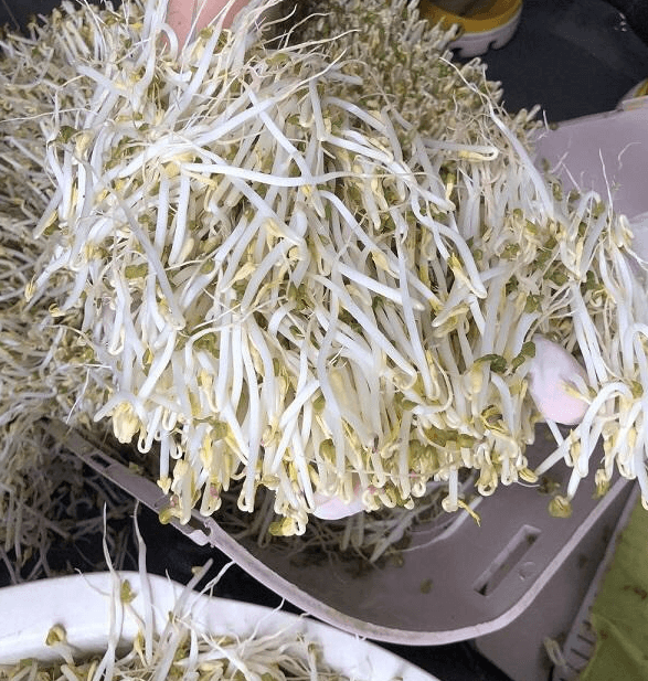Có nên mua máy làm giá đỗ không?