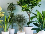 Top 10 loại cây lọc không khí hiệu quả nhất nên trồng trong nhà