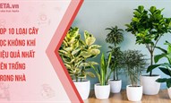 Top 10 loại cây lọc không khí hiệu quả nhất nên trồng trong nhà