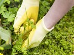 Những mẹo diệt cỏ dại đơn giản và tự nhiên bạn nên biết